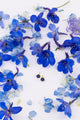 Small Flower Stud - Lapis Lazuli